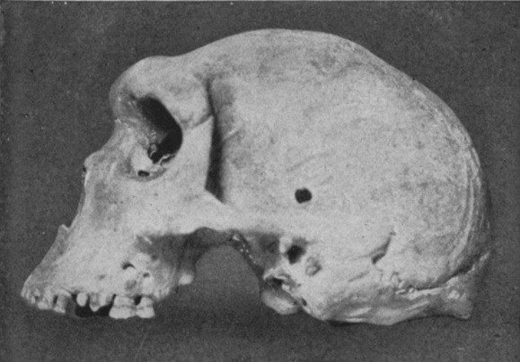Arheologii au descoperit găuri de gloanţe în cranii vechi de milioane de ani